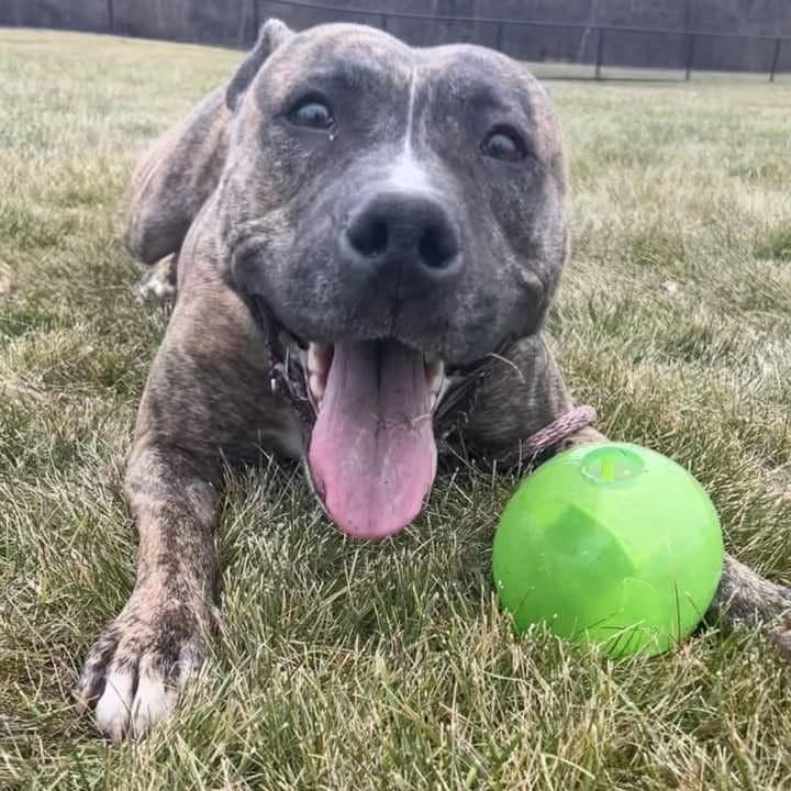 Brenda es muy juguetona y feliz.