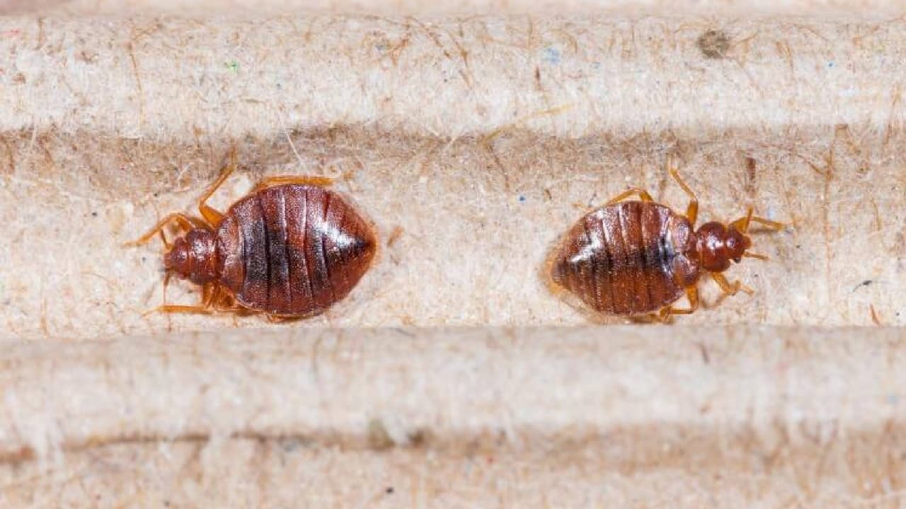 <b>¿Qué enfermedades transmiten las chinches?</b>
<br>De acuerdo con los Centros para el Control y la Prevención de Enfermedades (CDC),
<b>no hay registros de que las chinches transmitan enfermedades</b>, sin embargo, su mordida puede provocar picazón, una posible infección en la piel si se rasca demasiado, e incluso una reacción alérgica grave que puede requerir atención médica, depende de casa caso.