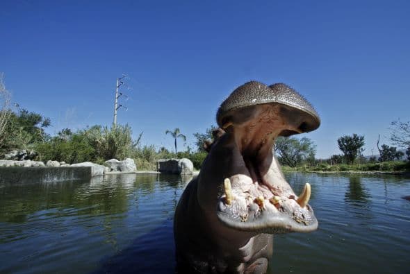 Y como todo viene en proporciones, sus dientes no se quedan atrás.