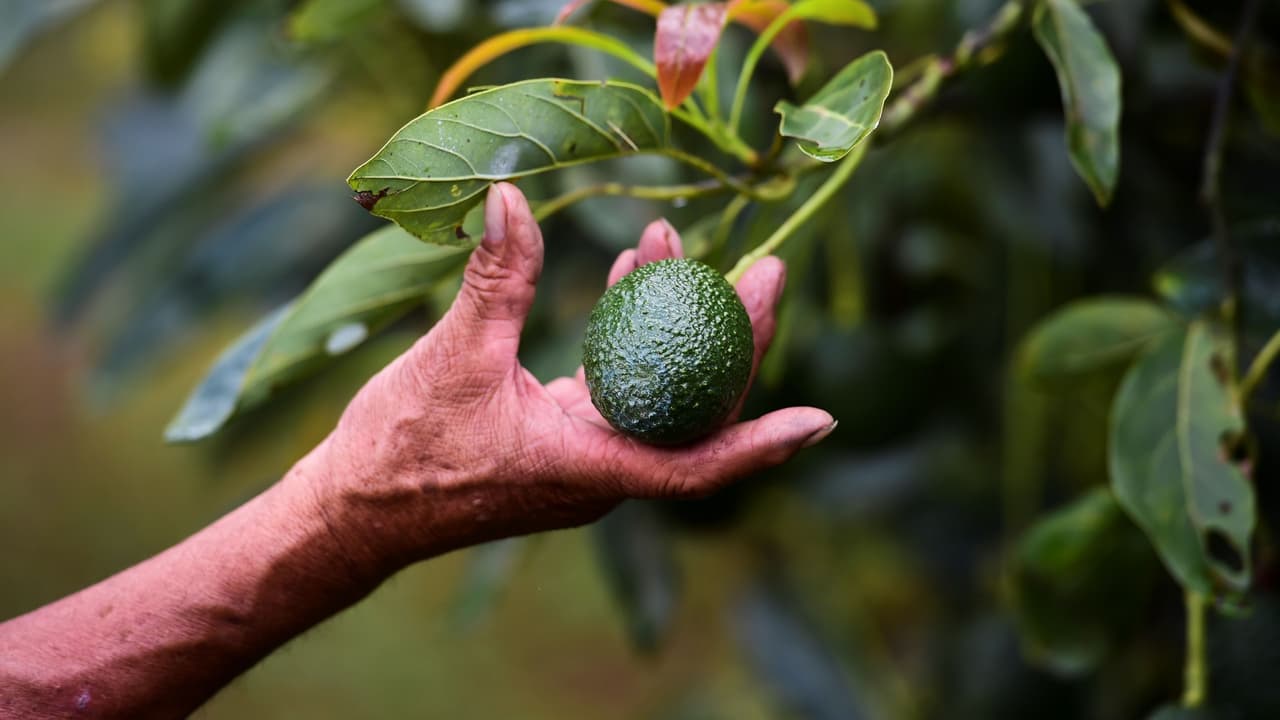 Desde la prohibición al Super Bowl: los años de lucha del aguacate mexicano