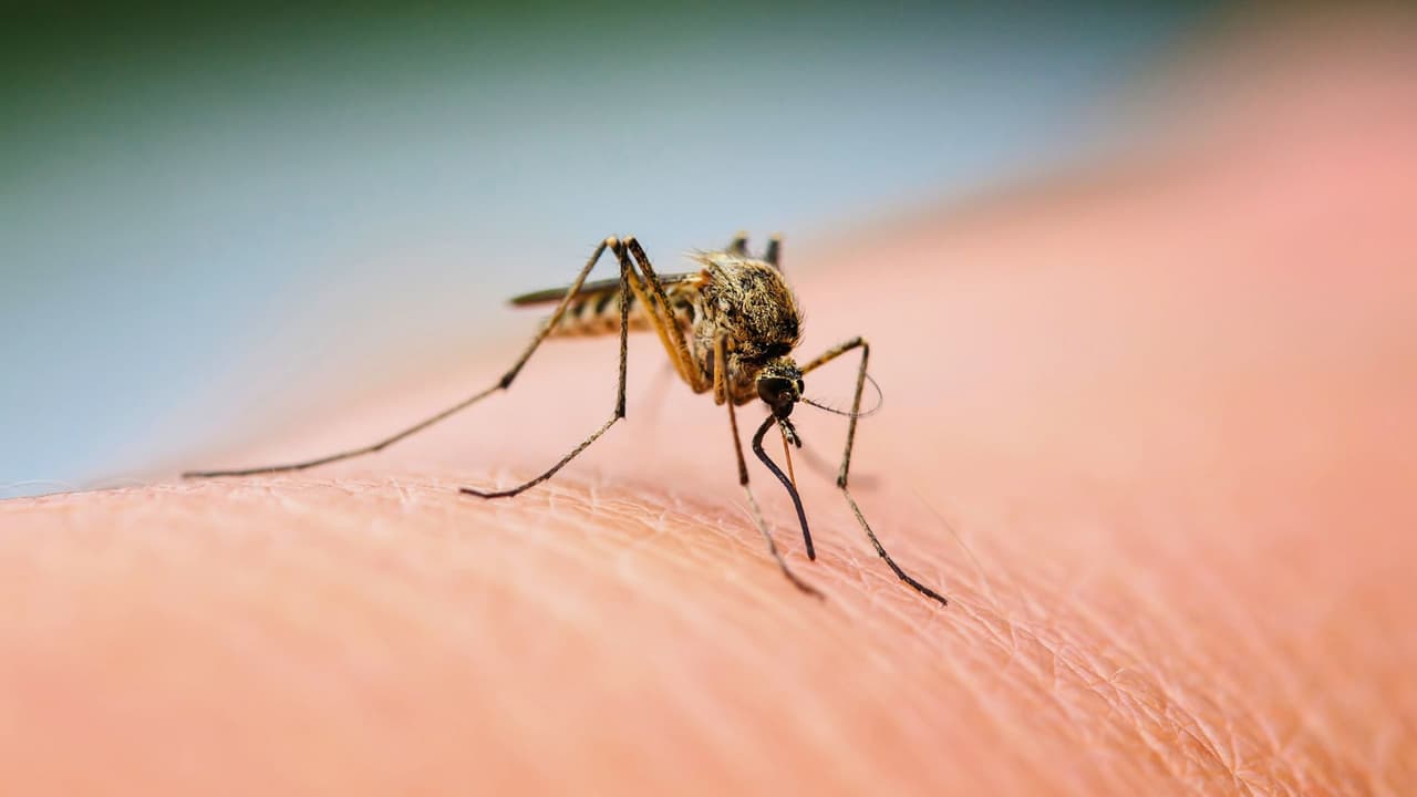 <h3 class="cms-H3-H3">¿Otra vez mosquitos? Sí, y vienen con todo </h3>
<br>Con el regreso del calor y las lluvias de primavera, 
<b>los mosquitos están de vuelta en Texas.</b> Y no vienen solos: 
<b>traen picaduras, comezón… y, en algunos casos, enfermedades. </b>Según 
<a href="https://www.dshs.texas.gov/es" target="_blank">el Departamento de Salud de Texas</a>, hay especies capaces de transmitir virus como 
<b>el del Nilo Occidental, dengue o chikungunya.</b> Aunque la mayoría de las picaduras no son graves, nadie quiere pasar la noche rascándose, 
<b>y mucho menos ver a los niños sufriendo por ellas.</b>
