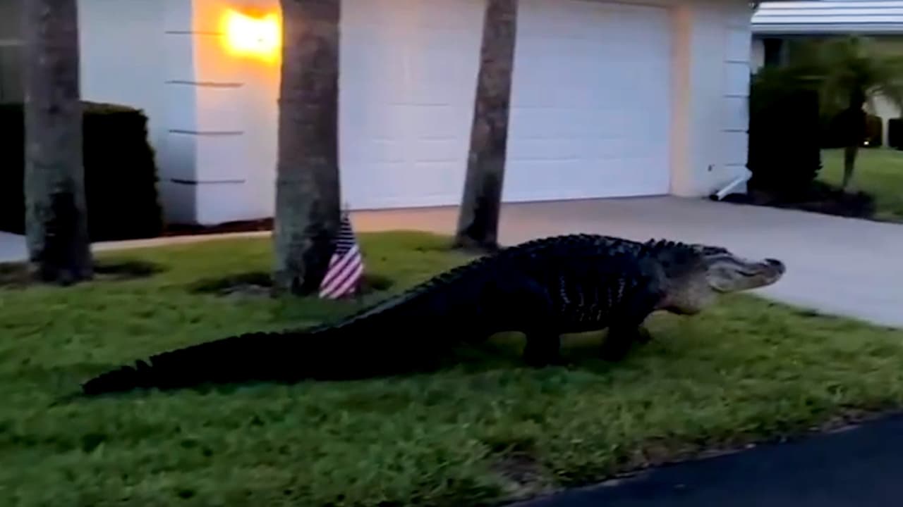 Enorme caimán sale en busca de pareja por vecindario de Venice, Sarasota: autoridades creen saber dónde 'vive'