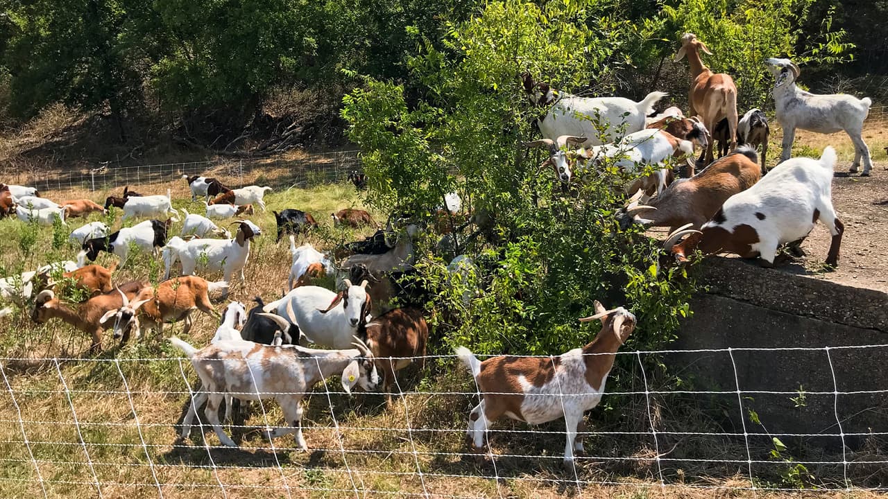 Las cabras pastan diferentes tipos de césped y plantas por lo que son una “solución” ecológica y no será necesario el uso de herbicidas comerciales. 
<br>