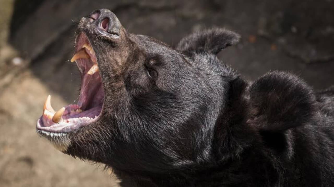 Una persona pierde la vida tras ser atacada por un oso en Arizona