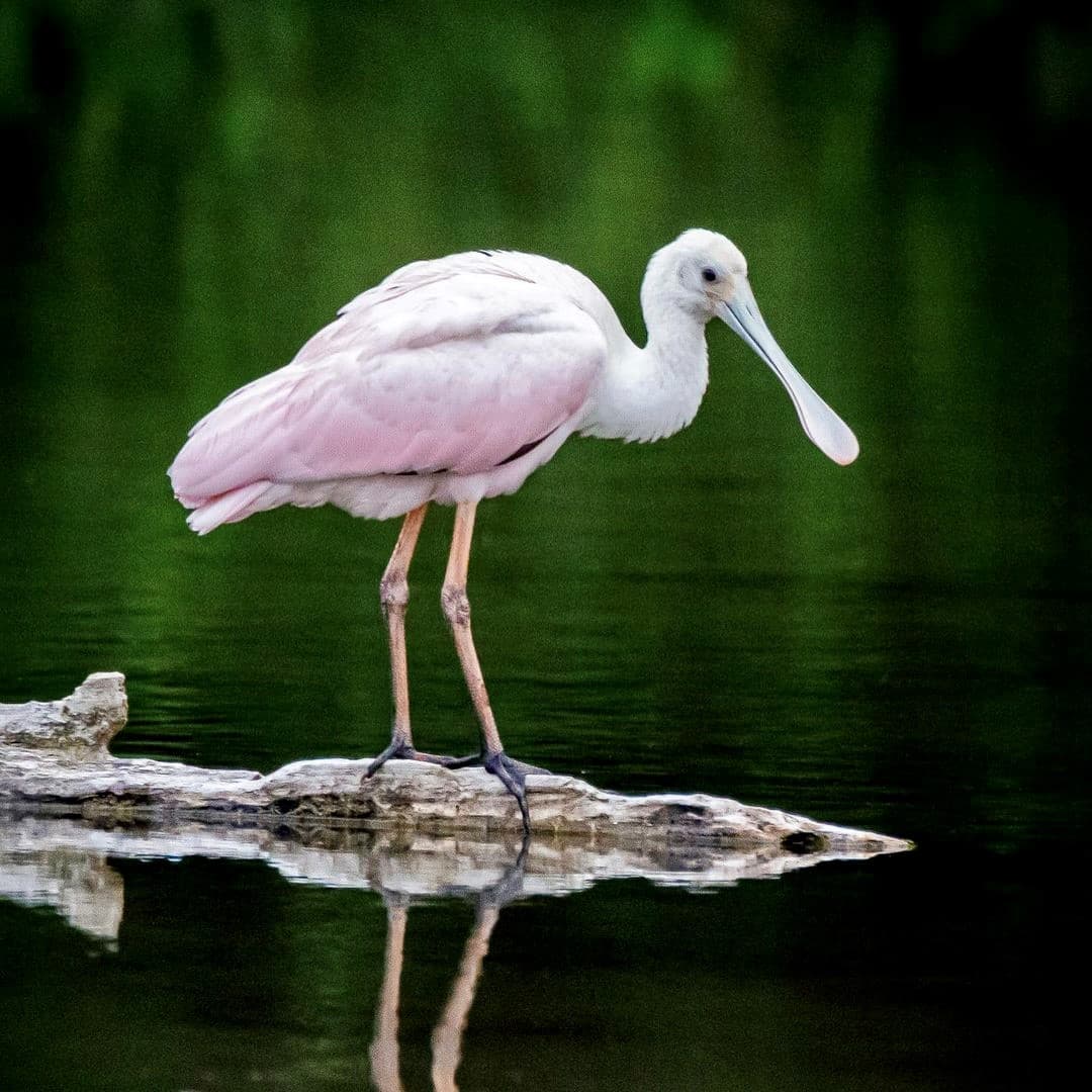 Tienen un cuello blanco y una cabeza verde amarillenta parcialmente emplumada en la que brillan sus ojos rojos. Según The Corrnell Lab of Ornithology, las 
<a href="https://www.allaboutbirds.org/guide/Roseate_Spoonbill/id" target="_blank">Roseate Spoonbills</a> se encuentran en Cuba y República Dominicana durante todo el año.