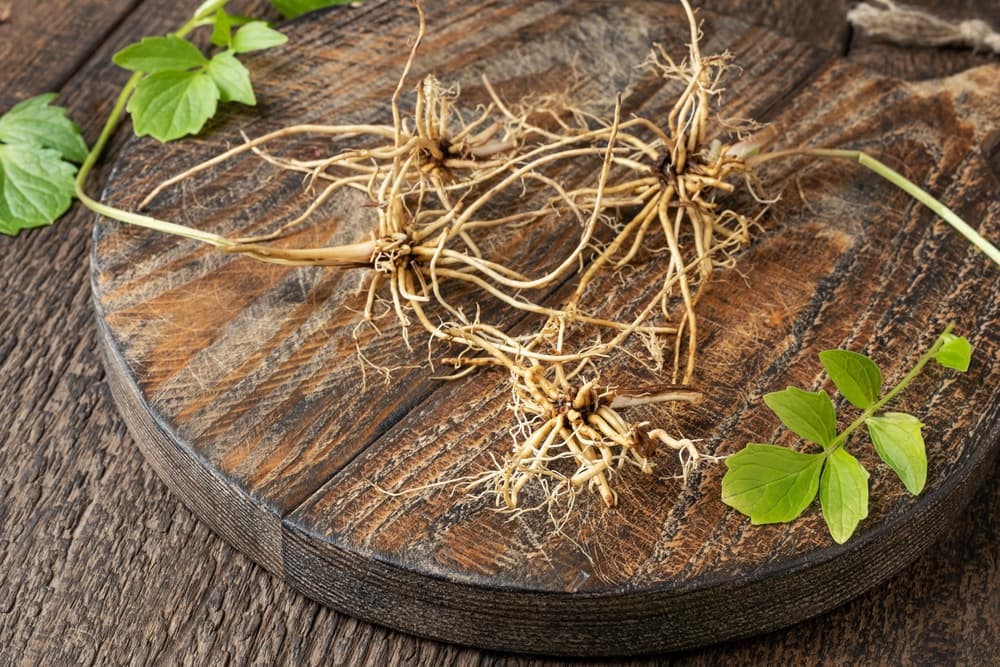 Por último, si se tiene problemas con la pareja de arranques emocionales, posesivos o de celos, se puede dar a beber la raíz en secreto y hacer que se "calmen las aguas" o lograr una reconciliación más dulce.