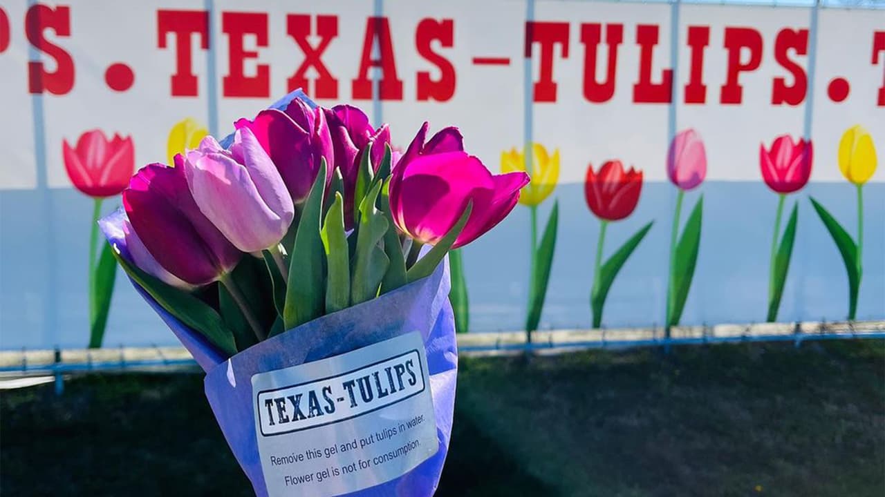 <h2 class="cms-H2-H2">¿Cómo llegar a Texas Tulips?</h2>
<br>Como este ramo de tulipanes puedes recolectar en Texas Tulips, el jardín de 24 acres que tiene 100 tipos distintos de flores. 
<br>Texas Tulips se encuentra en la cuadra 
<a href="https://www.google.com/maps/place/Texas-Tulips,+LLC/@33.340984,-96.9296255,15z/data=!4m6!3m5!1s0x864c4f89df726dd5:0x3fe4861afe41edec!8m2!3d33.340984!4d-96.9296255!16s%2Fg%2F11h1087r6q?entry=ttu" target="_blank">10656 FM2931, de Pilot Point</a>, Texas.