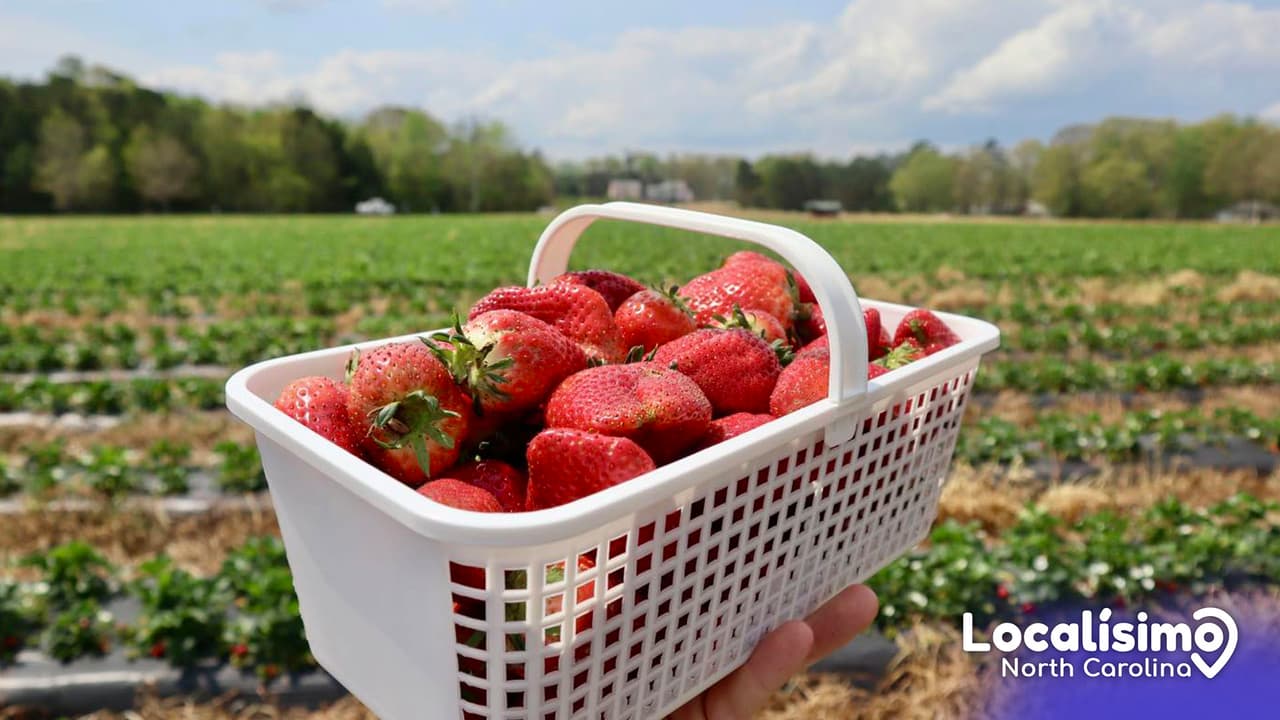Estas son las mejores granjas para visitar en Carolina del Norte durante la primavera 2023