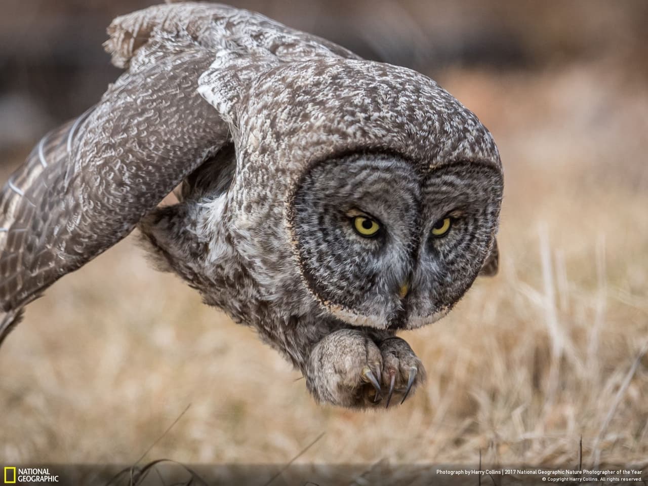 <b>El búho ataca. </b>Un gran búho gris se lanza sobre su presa en un campo de New Hampshire. Estos búhos son animales grandes y elusivos con la hermosa capacidad de flotar tranquilamente sobre sus alas anchas a través de prados y en bosques siempre verdes. En su mayoría son búhos del bosque boreal con pequeñas poblaciones en las montañas occidentales, pero en algunos años se mueven más al sur en busca de alimento. Fotografía de Harry Collins.