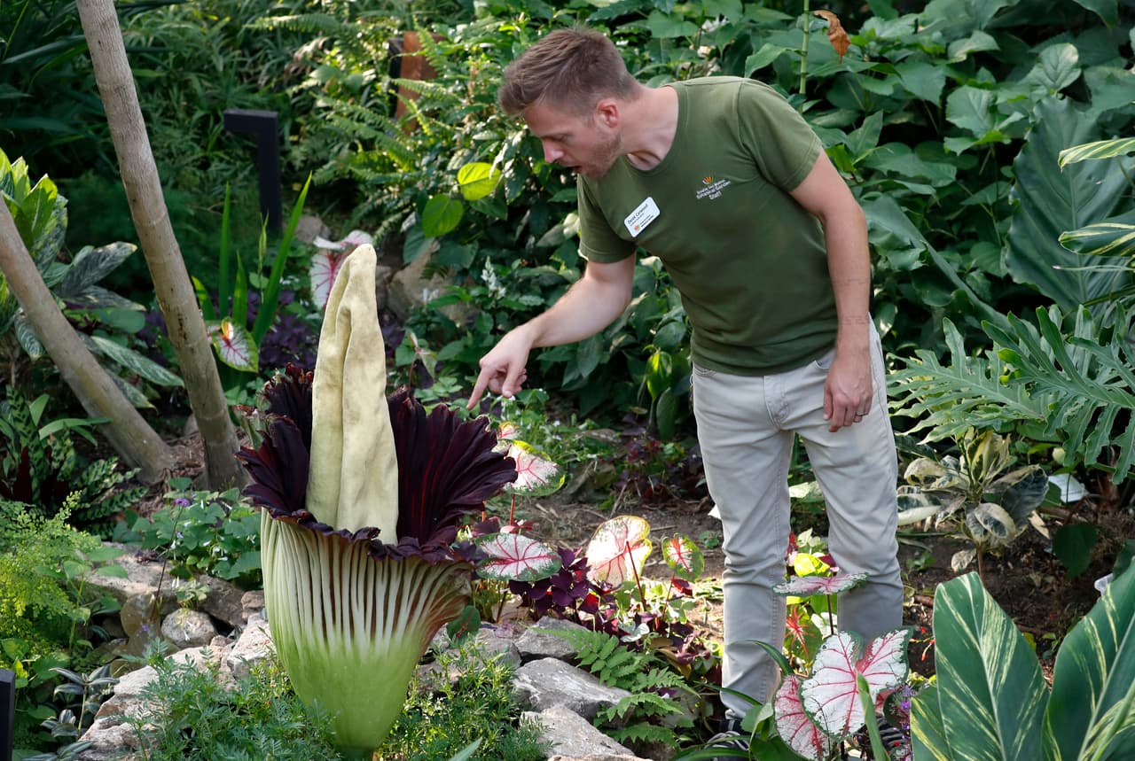 En los cuarenta años que suele vivir esta planta, solo florece tres o cuatro veces.