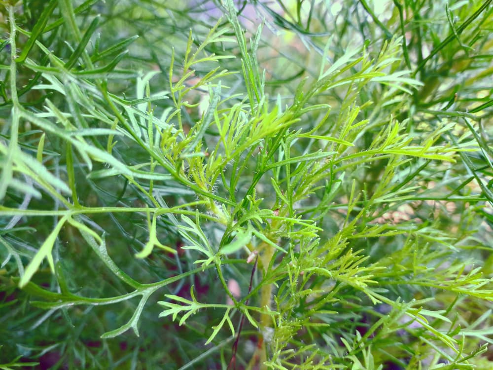 Pero otro ritual más particular insiste que ayuda a que una persona muestre interés romántico en nosotros, si bebes la infusión con hinojo frente a la otra persona y consigues que se vean a los ojos, para potenciar un sentimiento de simpatía y cariño entre ustedes.