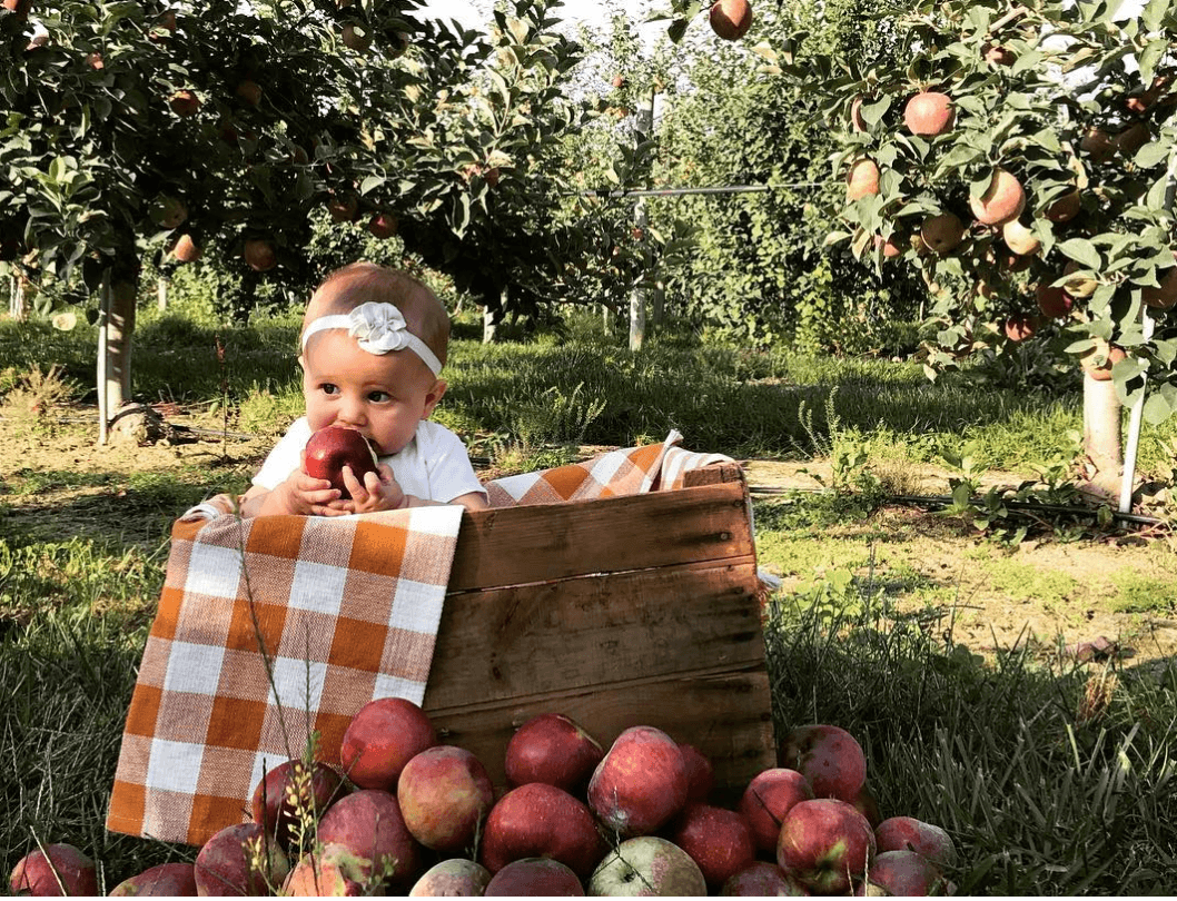 <b>Johnson's Corner Farm </b>
<br>
<br>Súbete a un paseo en carruaje con temática otoñal que te llevará al campo de recolección de manzanas, donde podrás examinar diez variedades de manzanas en esta divertida granja de Nueva Jersey, o explorar el laberinto de maíz.
<br>
<br>
<b>Cuándo:</b> del 8 de septiembre al 12 de octubre, de 10 a.m. a 5 p.m todos los días. Hayrides salen cada hora de lunes a viernes y con más frecuencia los fines de semana.
<br>
<br>
<b>Dónde</b>: 40 minutos (133 Church Road, Medford)