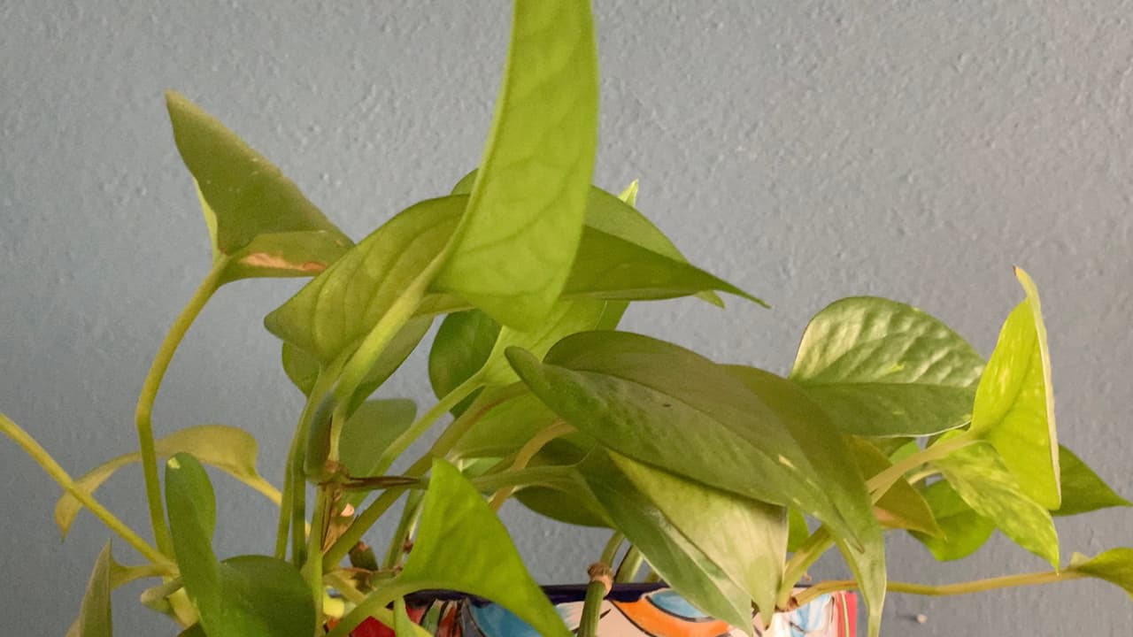 Las plantas hay que meterlas dentro de casa o protegerlas con una manta en el exterior para que no se congelen y se mueran.