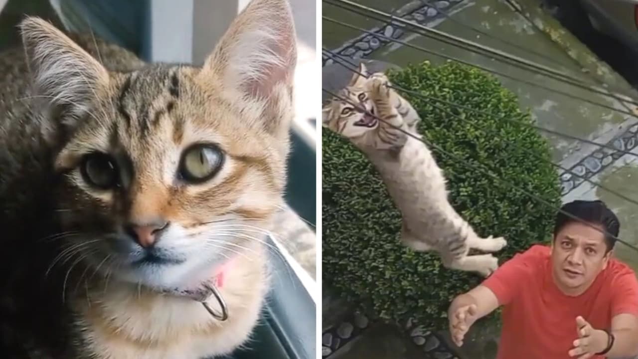 Gatita queda atrapada entre cables y sus dueños tratan de salvarla: mira su divertido rescate