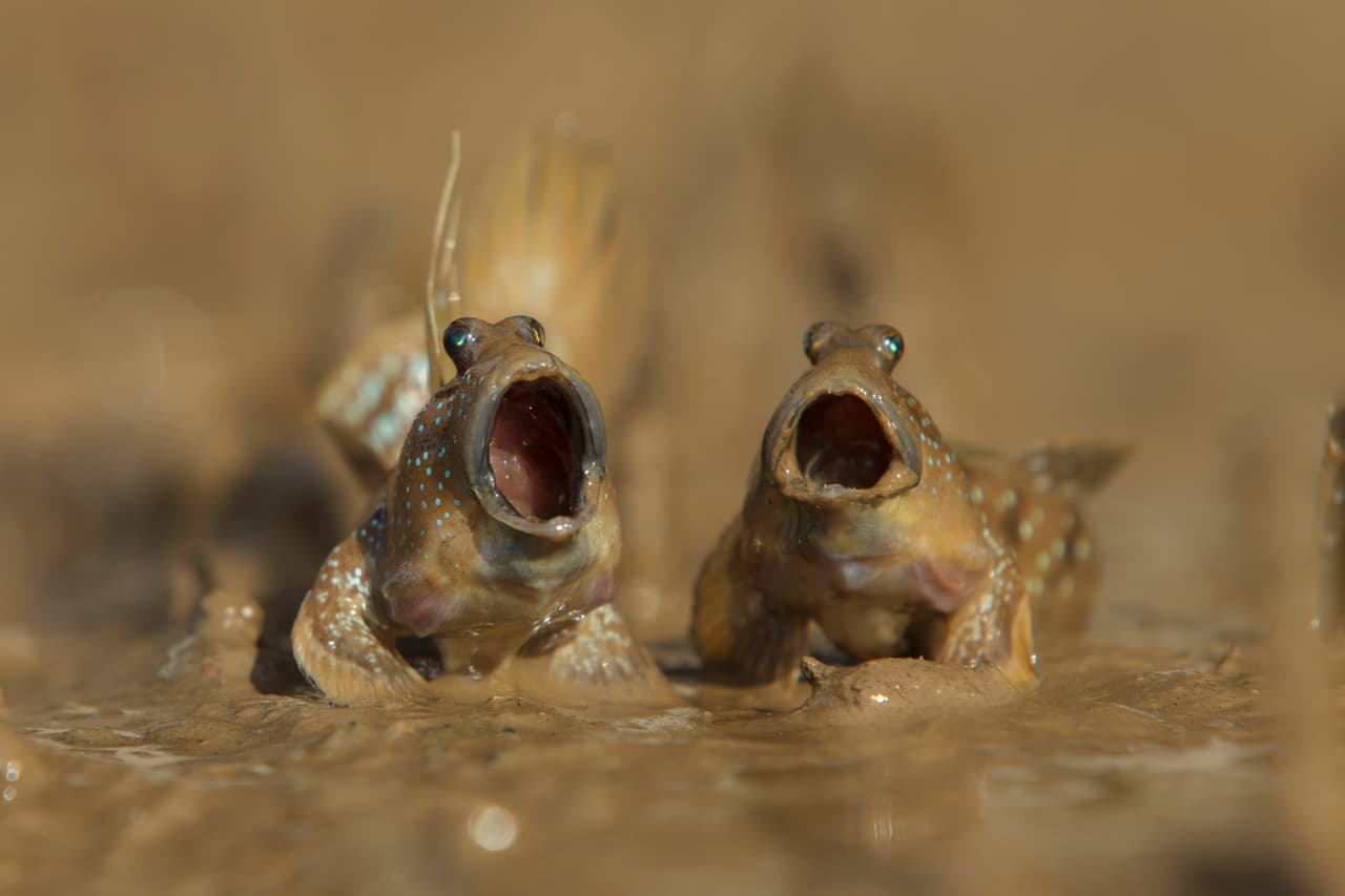 Dos peces parecen 'cantar' a dúo desde la fangosa arena en Krabi, Tailandia.
<b>Daniel Trim / CWPA / Barcroft</b>