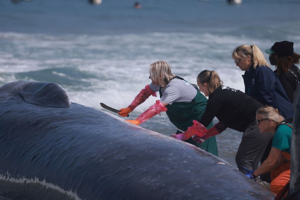 Casi una decena de biólogos marinos formó parte del largo proceso para obtener las mejores muestras.