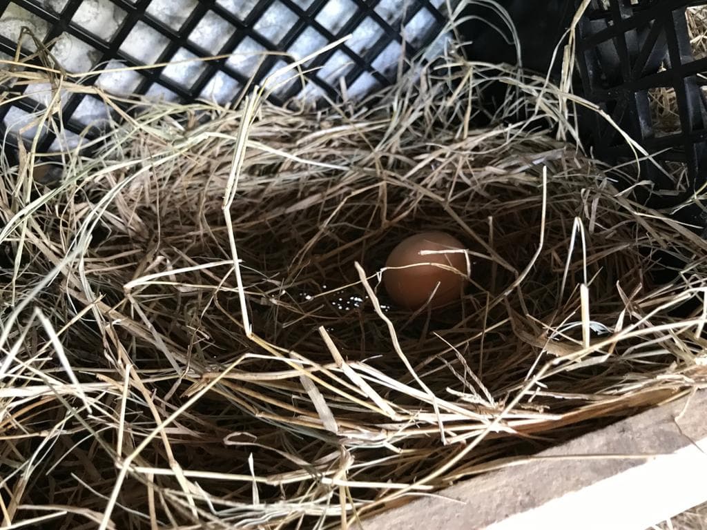 "Ahora tengo que esperar a que las 4 gallinas que me quedaron estén listas para pruducir más huevos", explicó.