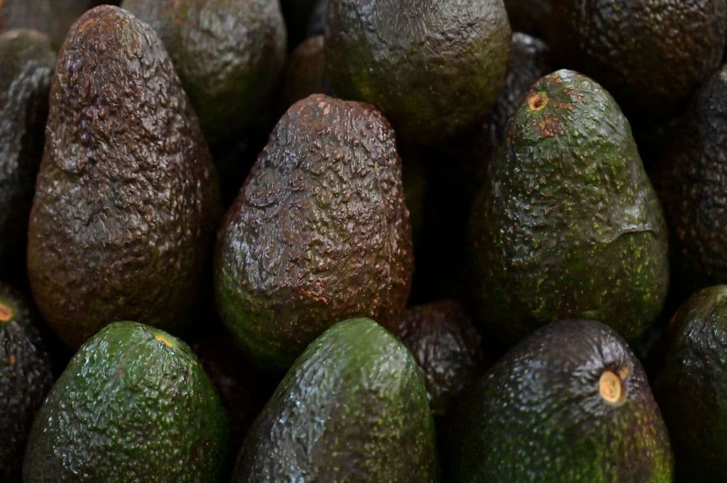 EEUU reanuda las importaciones de aguacate de Michoacán