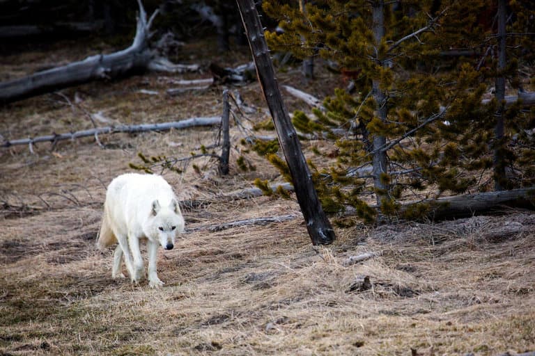 Por qué era tan especial la única loba blanca de Yellowstone que mataron a tiros