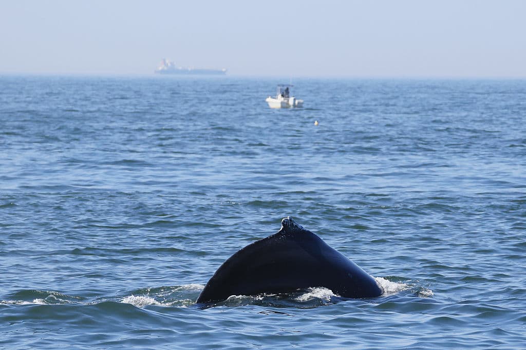 Dudas tras la muerte de la ballena Minke que una embarcación impactó en Nueva Jersey