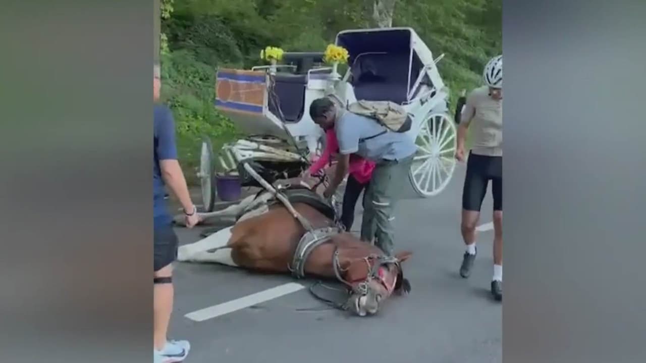 Caballo de carruaje muerto comió una planta tóxica lo que provocó el deceso según informe