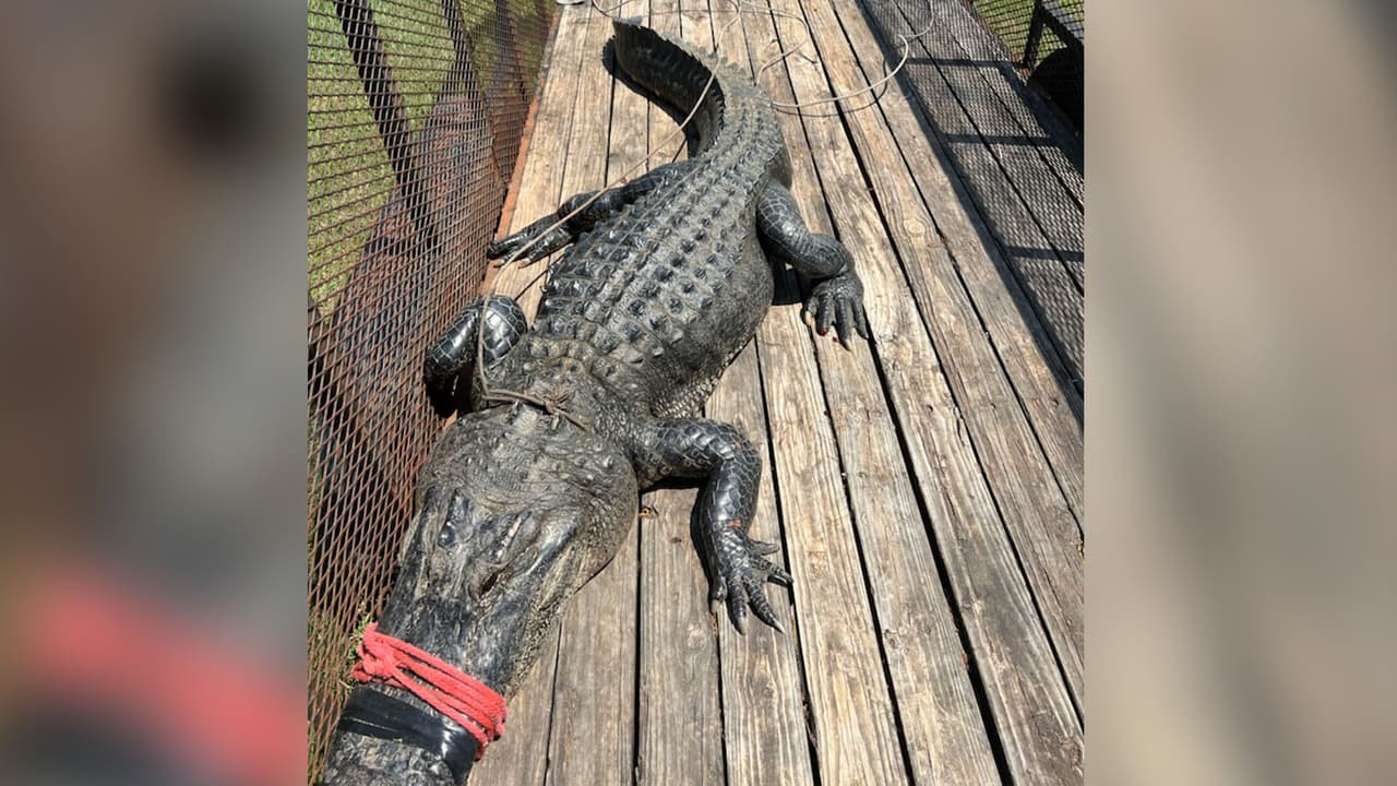 Su destino final será el Gator Country, un área de preservación de vida silvestre en el condado Jefferson de Texas, según informaron las autoridades.
