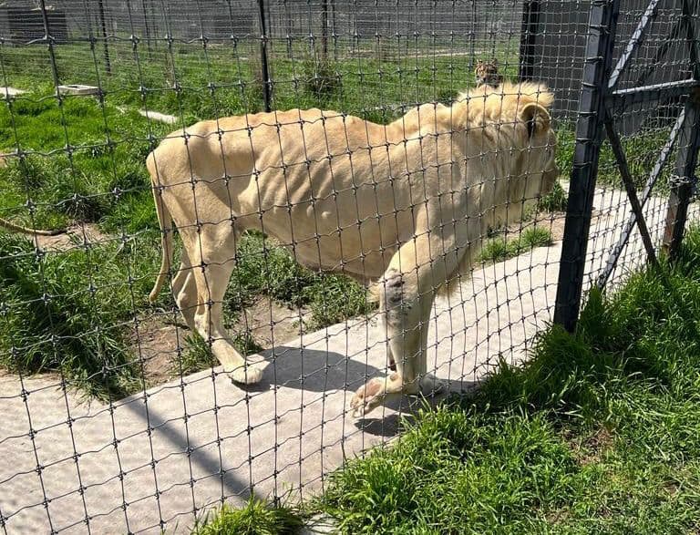 León desnutrido en la Black Jaguar