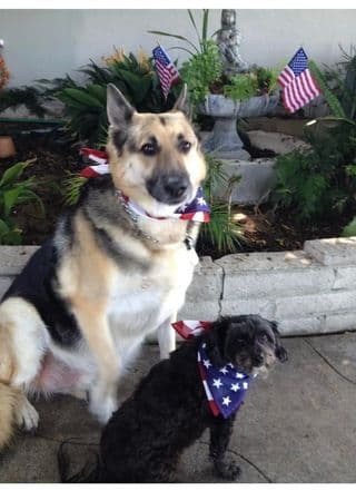 Barbie y Chicos son las mascotas caninas de nuestra seguidora Martha Pardo.