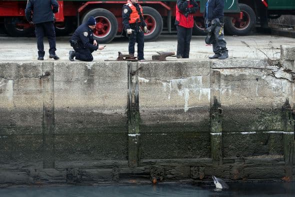 Delfin quedó atascado en canal contaminado en NY