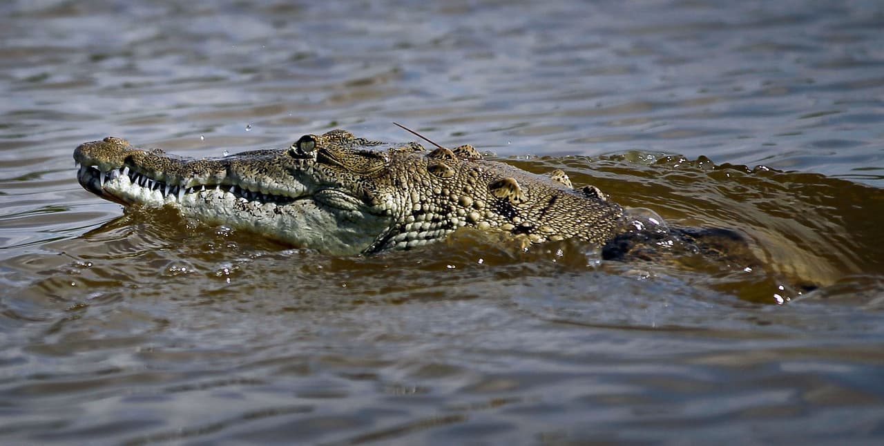 Avistan un cocodrilo en una de las playas de Key Biscayne