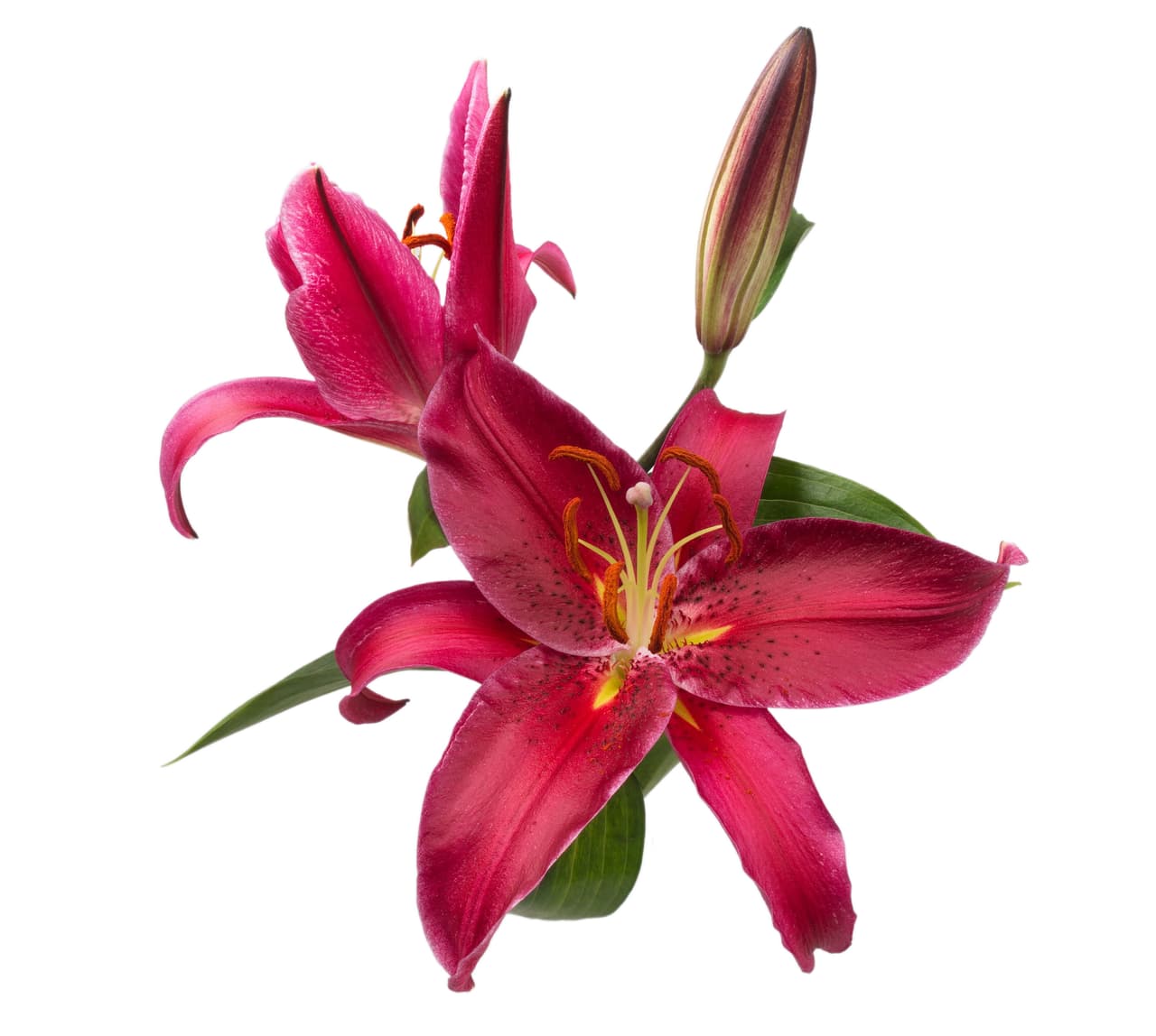 Busca rosas rojas, claveles y azucenas, consigue velas de color violeta o púrpura, blancas o rojo intenso. Aromatiza el hogar desde ahora limpiando la casa con esencias naturales, no con productos artificiales. Proponte, entre tus metas, dejar atrás lo que te impide ser feliz, suéltalo, déjalo ir, solamente así podrás ser feliz.