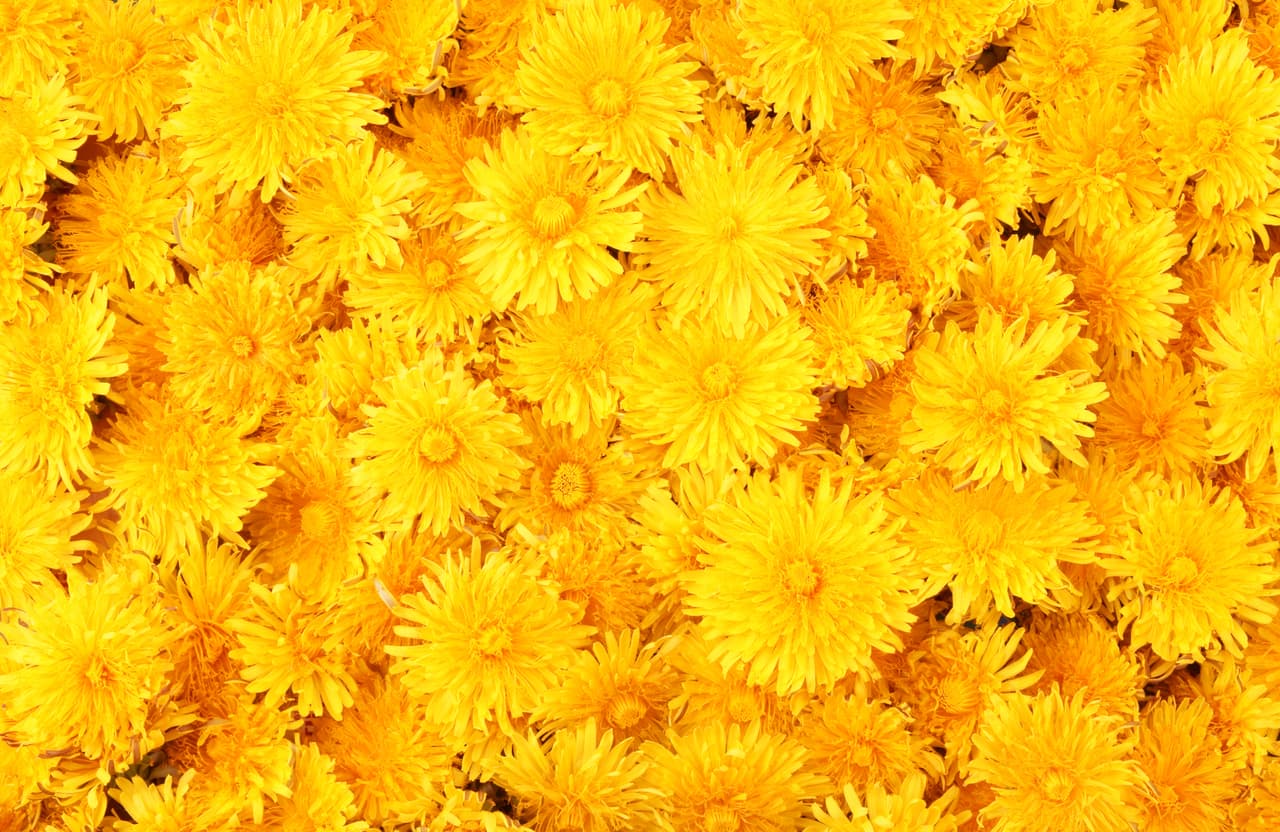 Tu color es el amarillo, procura tener alguna prenda de ese color durante estos días, o para esperar el año, puedes combinarla con algún tipo de ropa interior si no quieres usarla exteriormente. Desde el día 30 perfuma tu casa con lavanda, inciensos suaves y velas fragantes de sándalo.