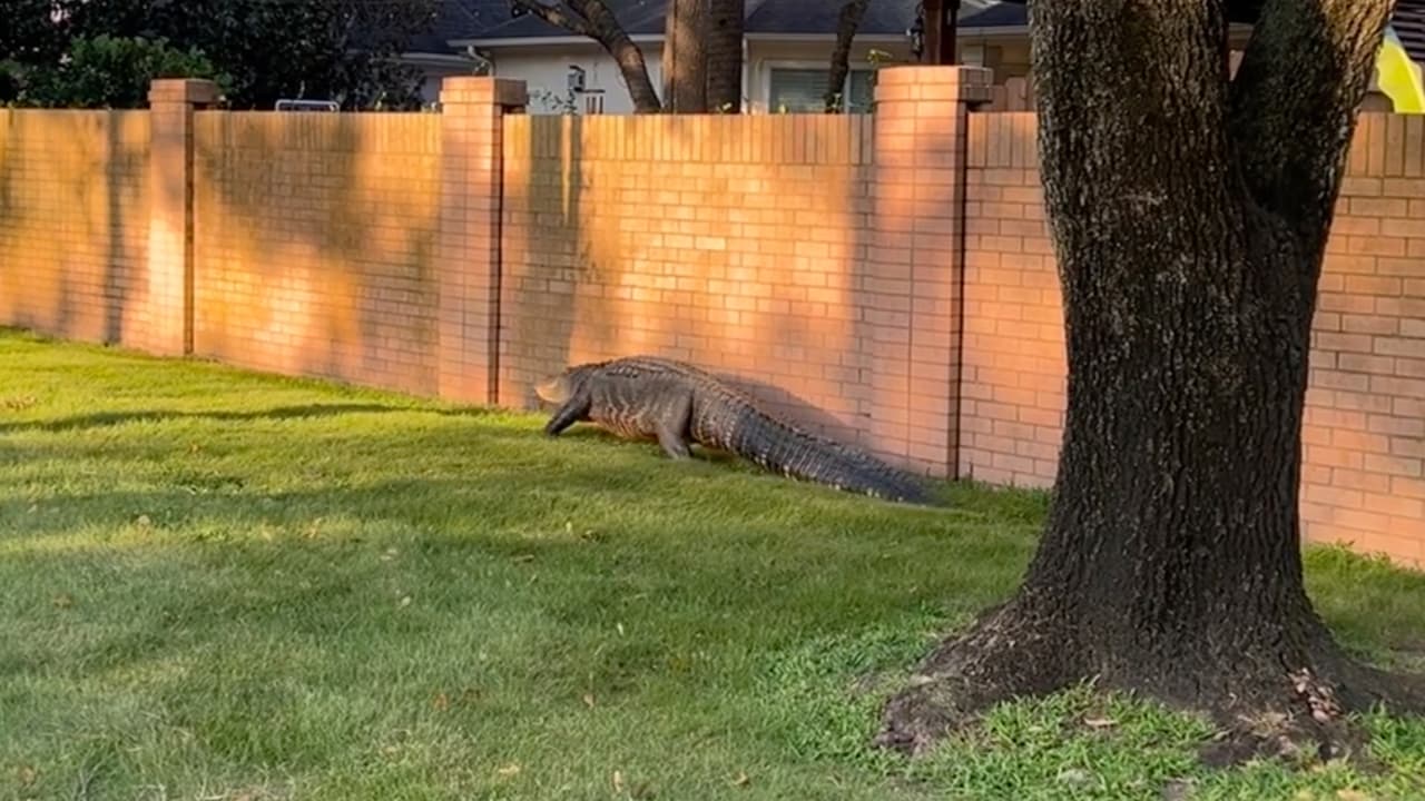 "Pesaba 1,100 libras": captan en video el paseo mañanero de un caimán poco colaborador al oeste de Houston