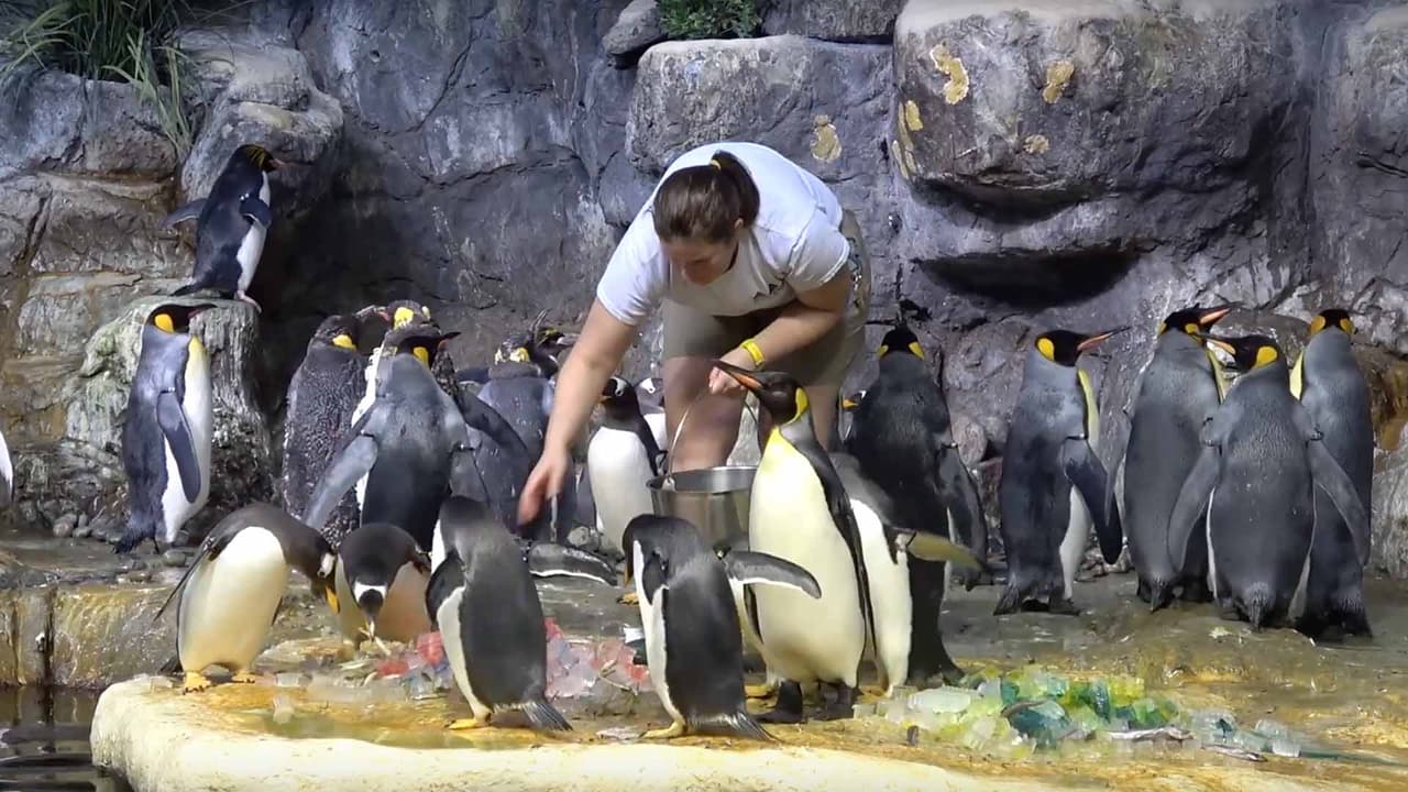 El lado que los pingüinos elijan será el campeón.