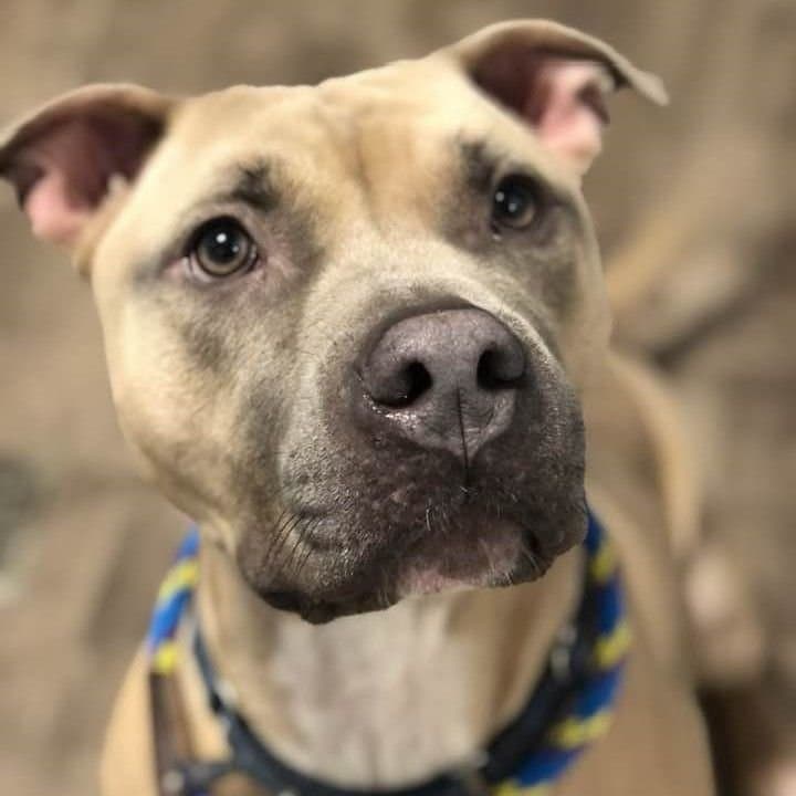 Parsnip promete ser muy amoroso.