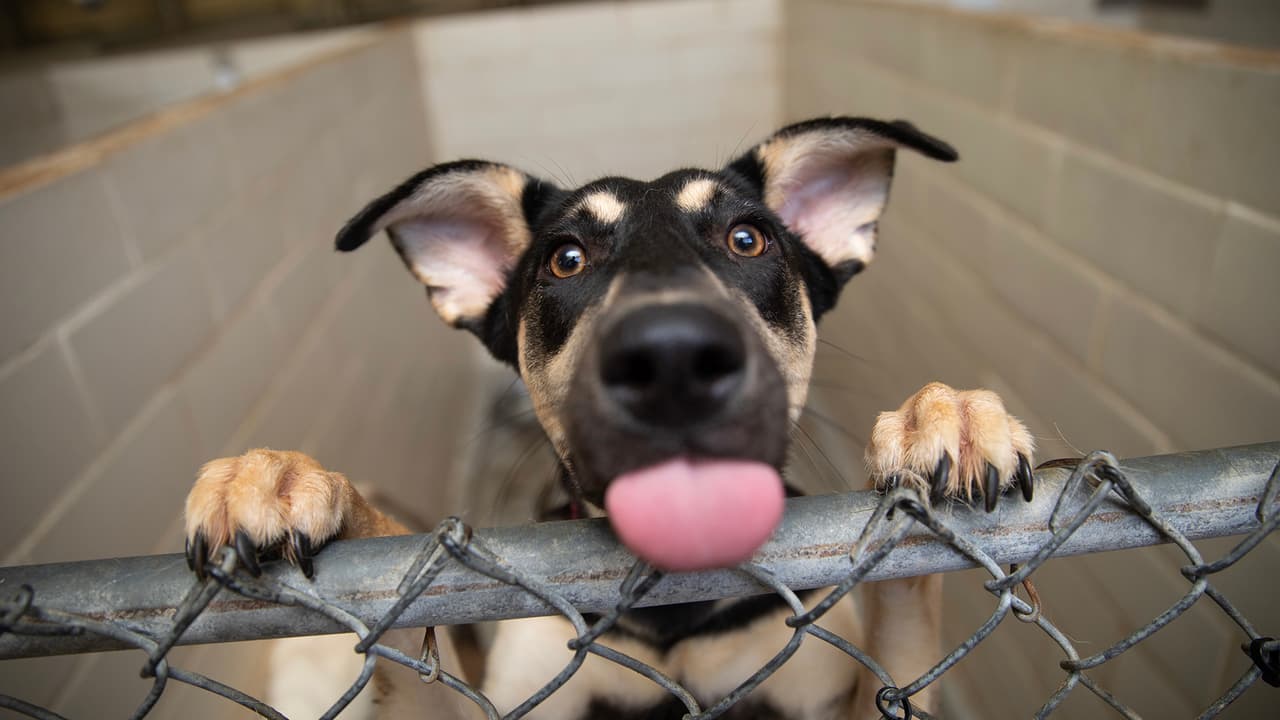 Texas es el estado donde se registraron más sacrificios de
<b><a href="https://www.univision.com/local/houston-kxln/animales-cabras-spca-nombre-fotos">animales en refugios</a></b> durante 2020, según Best Friends Animal Society.
