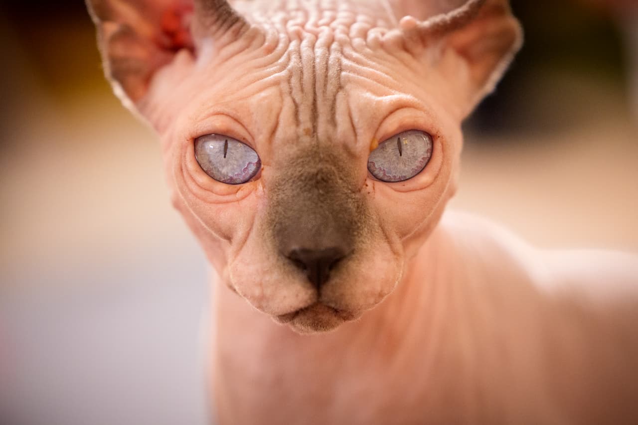 Un gato Sphynx espera durante la sesión de evaluación de un concurso internacional de belleza felina, conocido como los Óscar felinos.