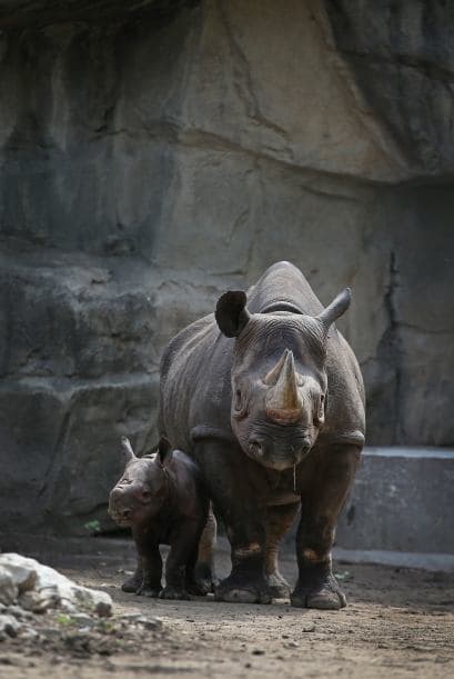 Algunos machos se empujan con los cuernos peleándose por una hembra en celo, hasta que uno de los dos se retira, por lo regular los machos sólo se relacionan con las hembras cuando ellas deciden llamarlos para reproducirse, en este tema ellas mandan.