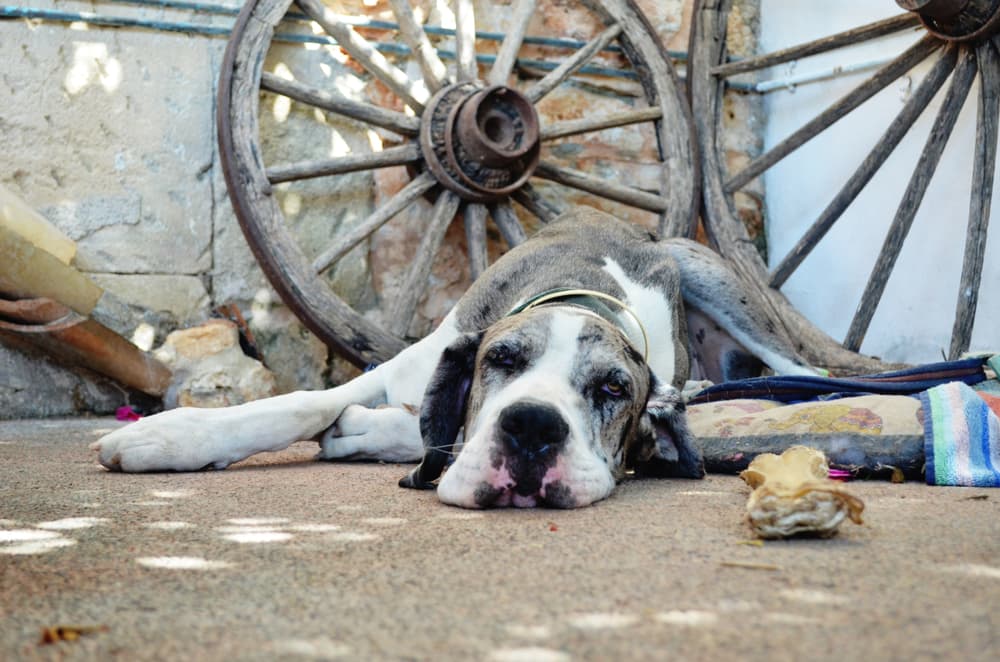 Coincide también con el momento en que el Sol del mediodía está en la máxima altura posible sobre el horizonte.
<br>¿Por qué se llama canícula? Canícula viene de la palabra canem o can, que es perro en latín y tiene un fundamento astronómico pues alude a la constelación del 
<b>Can Mayor</b> y su brillante estrella 
<b>Sirio</b>, también llamada “la abrasadora”.