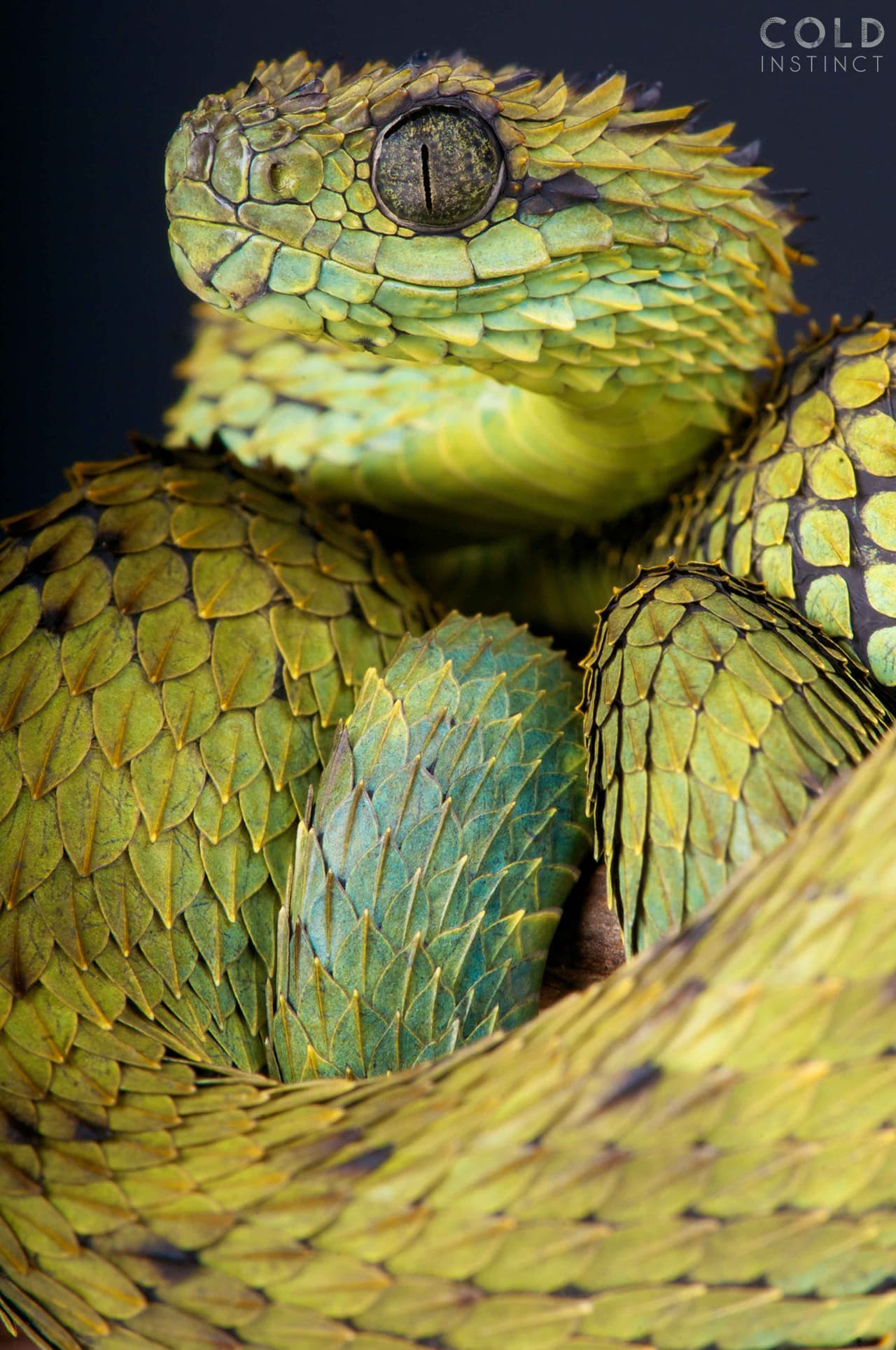 Kuijpers llevó a decenas de animales impresionantes a su estudio portátil y los iluminó con especial cuidado para destacar sus texturas y colores. En esta imagen una 
<i>Atheris Hispida</i>, o 'víbora peluda', fotografiada en la República Democrática del Congo, Africa.