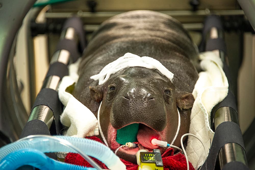 Aubergine está lista para comenzar su exámen en la cámara de tomografía computarizada.