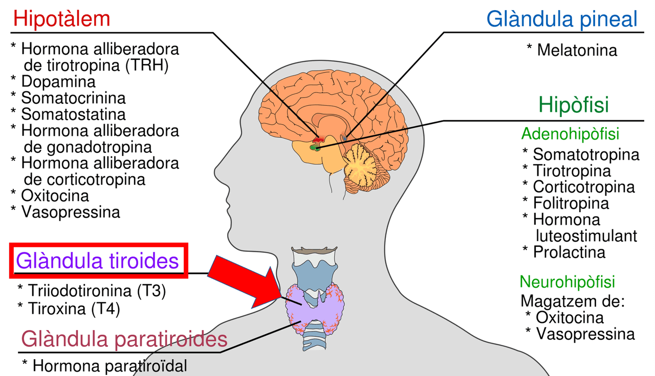 De auerdo con la Biblioteca Nacional de Medicina de EEUU, la enfermedad de Hashimoto (también llamada tiroiditis crónica) es una afección causada por "una reacción del sistema inmunitario contra la gládula tiroides" que se encuentra localizada en el cuello. Puede ocurrir a cualquier edad, aunque es más frecuente en adultos. Se suele manifestar en forma de hipotiroidismo que implica que el tiroides no produce suficientes hormonas para cubrir las necesidades del organismo. Como consecuencia se puede producir fatiga, aumento de peso, dolor de articulaciones y músculos, o depresión, entre otras cosas.