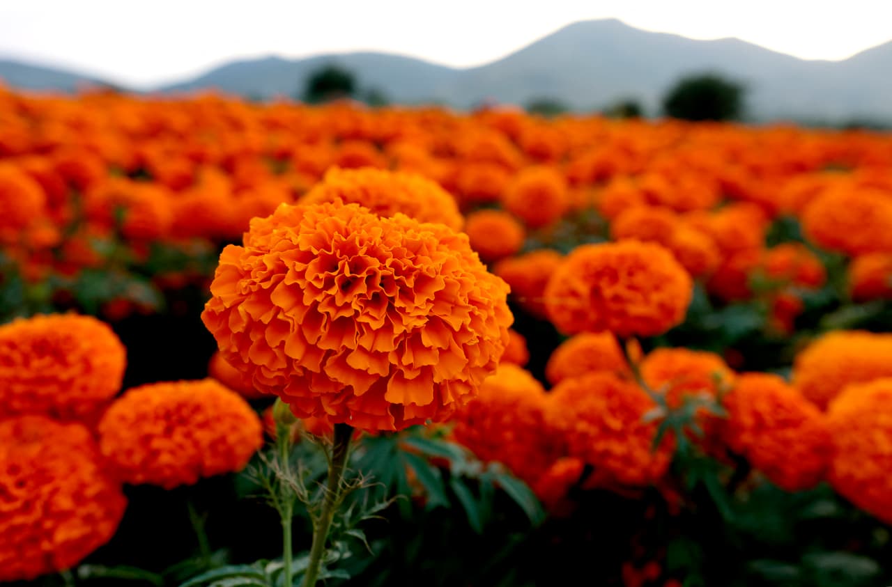 Esta tradición 
<b>varía según el estado de la República Mexicana,</b> ya que cada región conserva 
<b>su propia visión heredada de los pueblos originarios</b>. Por ello, existen diferencias en la forma de colocar los altares e incluso en la manera de rendir tributo a los difuntos. 
<br>
<br>Sin embargo, hay elementos que se repiten en todo el país: 
<b>como el incienso de copal, los rezos y las flores de cempasúchil, que solo florecen en esta época del año y se reconocen por su color vibrante y su aroma característico.</b>
<br>