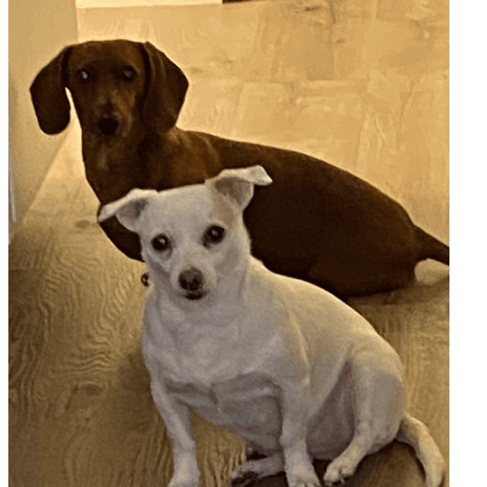 Miriam Álvarez nos escribe: "Son como mis niñas, la roja se llama Butterball y es alegre y juguetona, muy cariñosa y le encanta dar besitos. La blanca es Marlee, más seria y obediente y más regañona. Cuando les tomé esa foto se estaban portando mal y cuando las llamo, se sientan y me miran como diciéndome - Mommi no estamos haciendo nada-. Ya estoy mayor y ellas me llenan de alegría.