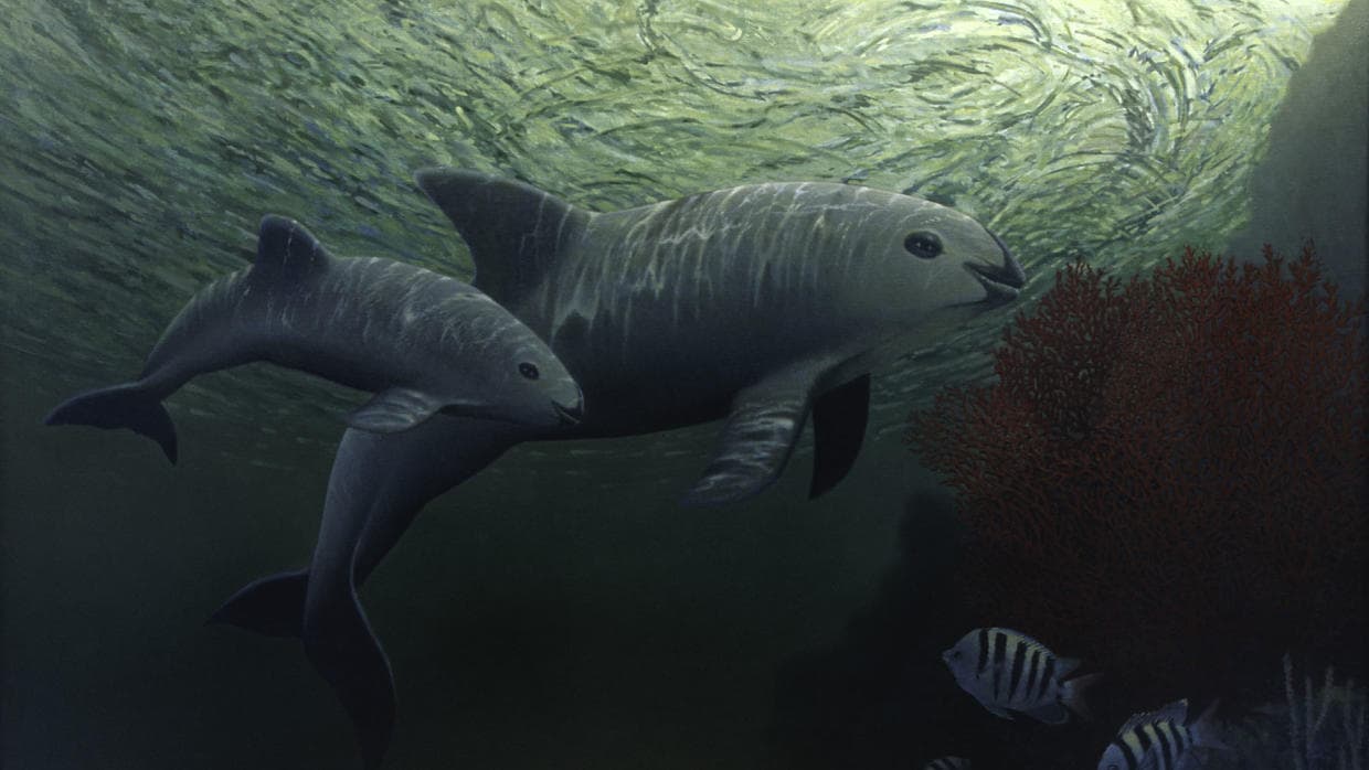 Por qué el plan actual para salvar a la vaquita marina de la extinción no funcionará