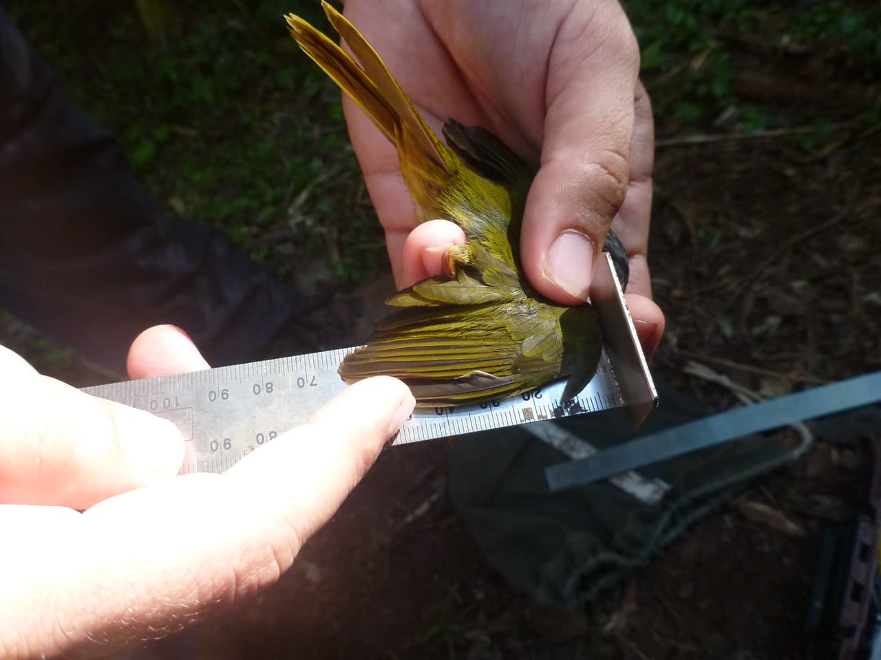 <b>Puesto 14. Zoólogos / Biólogos. </b>
<br>
<br>
<b>Salario promedio: 66,250 dólares al año. </b>
<br>
<b>Promedio de tiempo libre pago: 14 días.</b>
<br>
<br>Estos científicos estudian a los animales en sus ecosistemas naturales, normalmente fuera de las ciudades en las más variadas y remotas áreas.
<br>