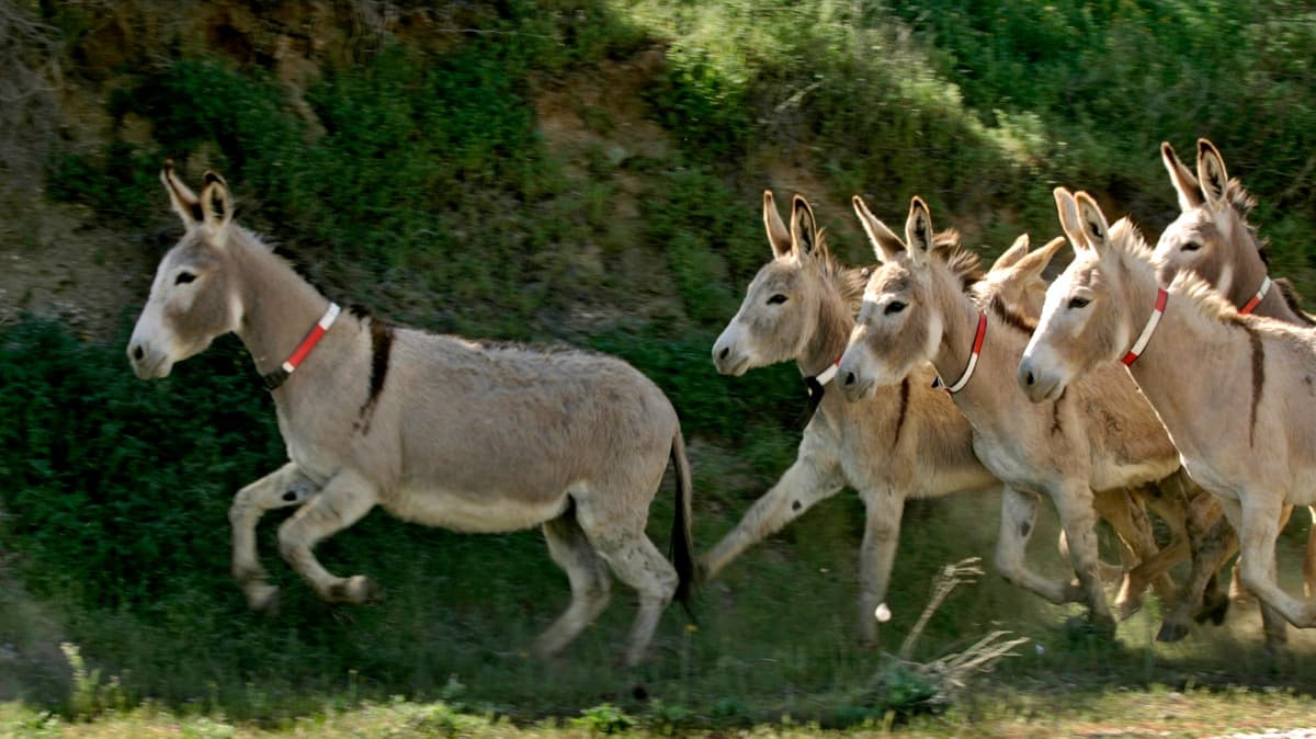 ¿Por qué alimentar a estos burros se ha convertido en motivo de multa?