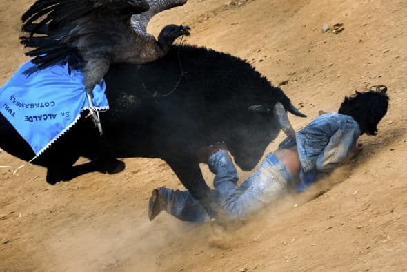El cóndor capturado se ata en la espalda del toro que ha sido cuidadosamente seleccionado por su resistencia y combatividad. Los muchachos, persiguiendo a los animales de pelea, desean mostrar su coraje frente a la comunidad.