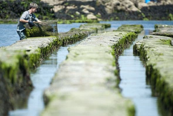 Un agricultor de ostras trabaja en los criaderos en Etel, Francia.