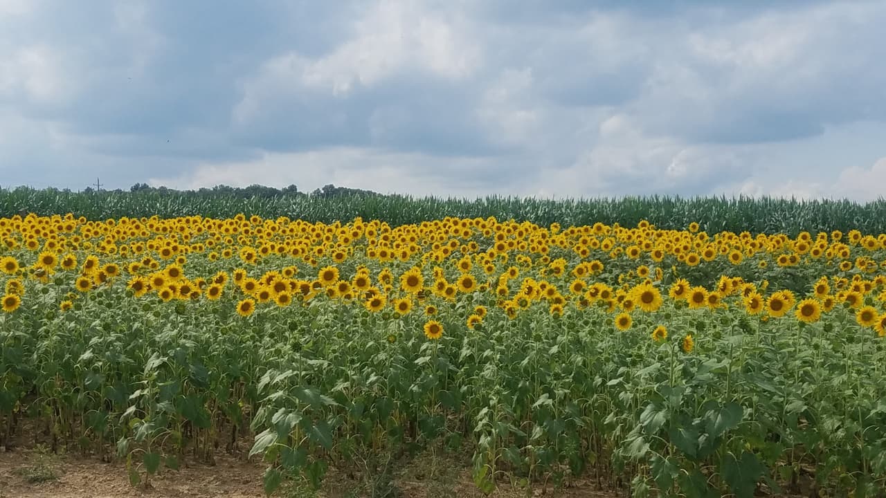 <b><a href="https://hellericksfarm.com/" target="_blank">Hellerick's Family Farm</a></b> : A una hora en automóvil de Filadelfia se encuentra Hellerick's Family Farm, donde tomar fotos de su familia en un impresionante campo de girasoles es fácil. Una vez que la temporada comienza a mediados de agosto, el festival de girasoles abre todos los días y hay un fotógrafo profesional en el lugar y disponible para las sesiones. Si tiene amantes de los animales en la familia, considere hacer reservas para la experiencia única de las cabras en la granja. 📍5500 N Easton Rd, Doylestown, PA 18902